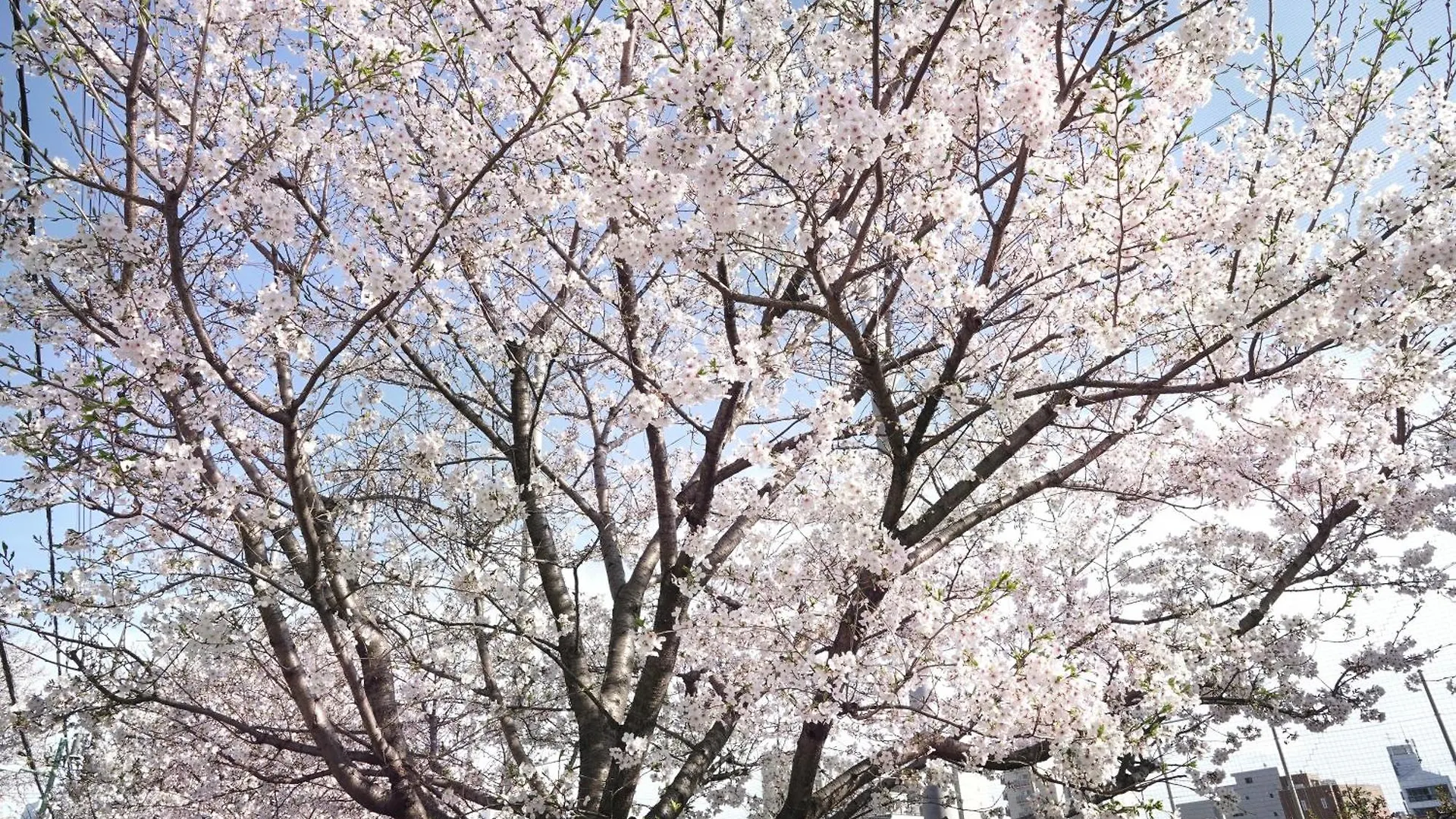 1 Line To Asakusa! 5 Mins Walk From Togoshi-Ginza Sta Tokyo Apartment